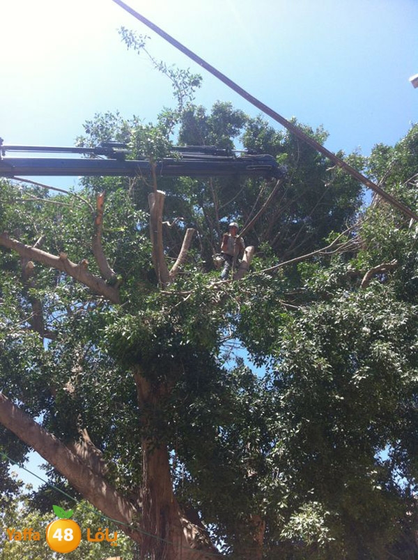 treesashjar523 (3).jpg